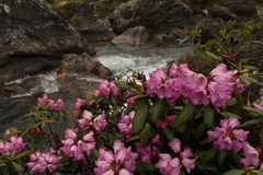 Rhododendron aeruginosum