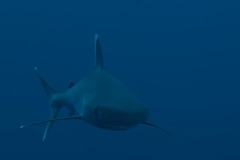Carcharhinus albimarginatus