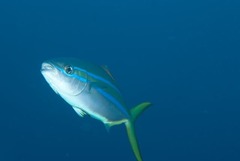 Elagatis bipinnulata