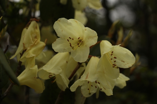 Image of Rhododendron campylocarpum by (c) Siddarth Machado, some rights reserved (CC BY)