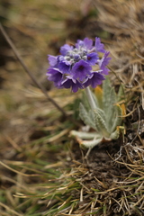 Primula capitata