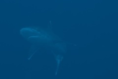 Carcharhinus albimarginatus