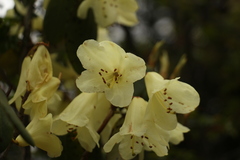 Rhododendron campylocarpum