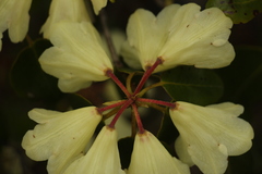 Rhododendron campylocarpum