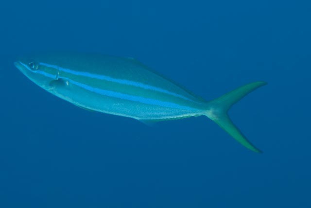 Rainbow Runner