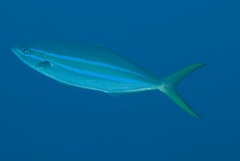 Elagatis bipinnulata