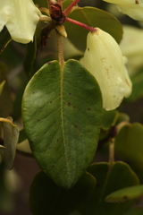 Rhododendron campylocarpum