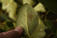 Rhododendron campylocarpum