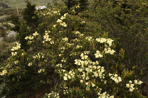 Image of Rhododendron campylocarpum by (c) Siddarth Machado, some rights reserved (CC BY)