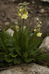 Primula sikkimensis
