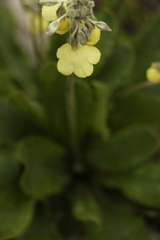 Primula sikkimensis