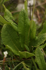 Primula sikkimensis