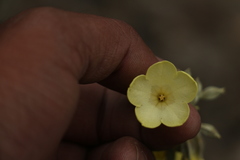 Primula sikkimensis