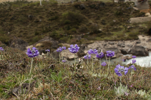 Primula capitata, photograph 6