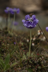 Primula capitata