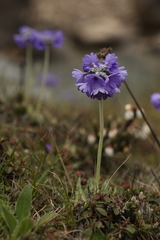 Primula capitata