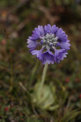 Primula capitata, photograph 5