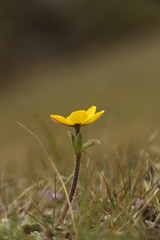 Anemonastrum obtusilobum