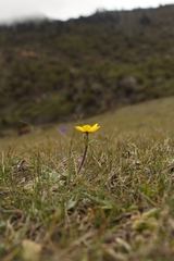 Anemonastrum obtusilobum