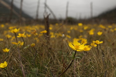 Anemonastrum obtusilobum