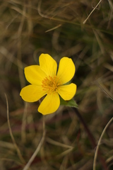 Anemonastrum obtusilobum