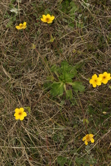 Anemonastrum obtusilobum