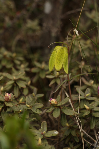 Image of Fritillaria cirrhosa by (c) Siddarth Machado, some rights reserved (CC BY)