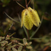 Yellow Himalayan Fritillary - Photo (c) Siddarth Machado, some rights reserved (CC BY), uploaded by Siddarth Machado