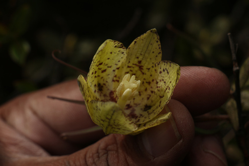 Image of Fritillaria cirrhosa by (c) Siddarth Machado, some rights reserved (CC BY)