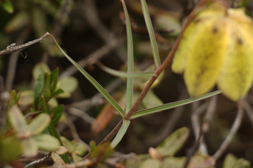 Image of Fritillaria cirrhosa by (c) Siddarth Machado, some rights reserved (CC BY)