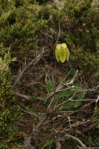 Image of Fritillaria cirrhosa by (c) Siddarth Machado, some rights reserved (CC BY)