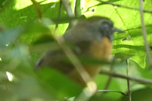 Rufous-breasted Wren (Pheugopedius rutilus), photo 8