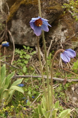 Meconopsis simplicifolia