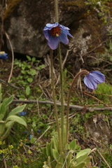 Meconopsis simplicifolia