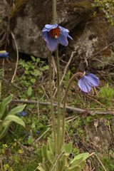 Meconopsis simplicifolia
