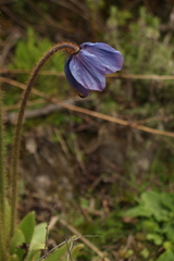 Meconopsis simplicifolia