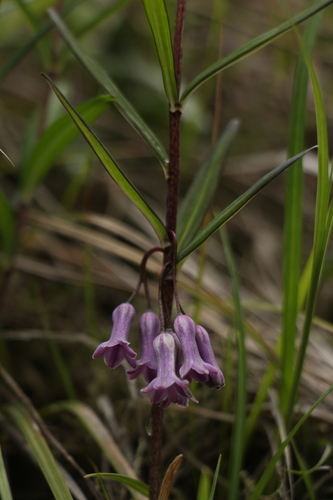 Grass-leaved solomon's seal (Polygonatum graminifolium)