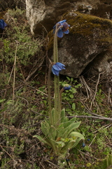 Meconopsis simplicifolia