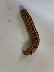 Hyles livornicoides