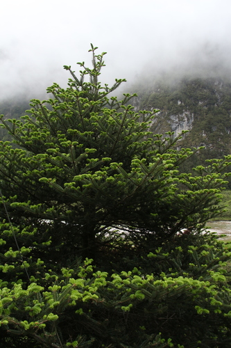 Image of Abies densa by (c) Siddarth Machado, some rights reserved (CC BY)