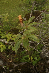 Arisaema nepenthoides