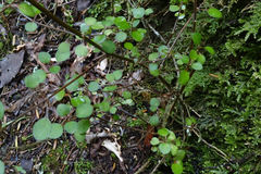 Teucrium parvifolium