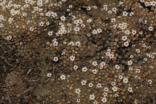 Androsace tapete, photograph 4