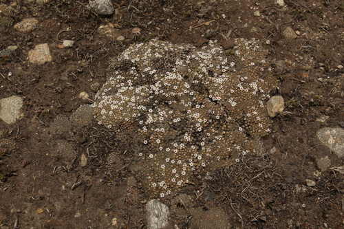 Androsace tapete, photograph 3