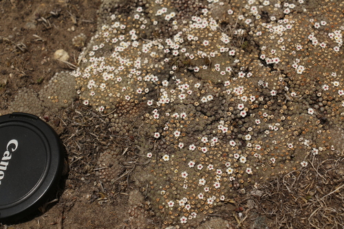 Androsace tapete, photograph 6