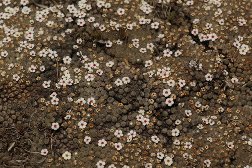 Androsace tapete, photograph 5