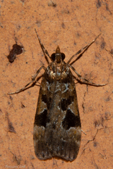 Scoparia ustimacula