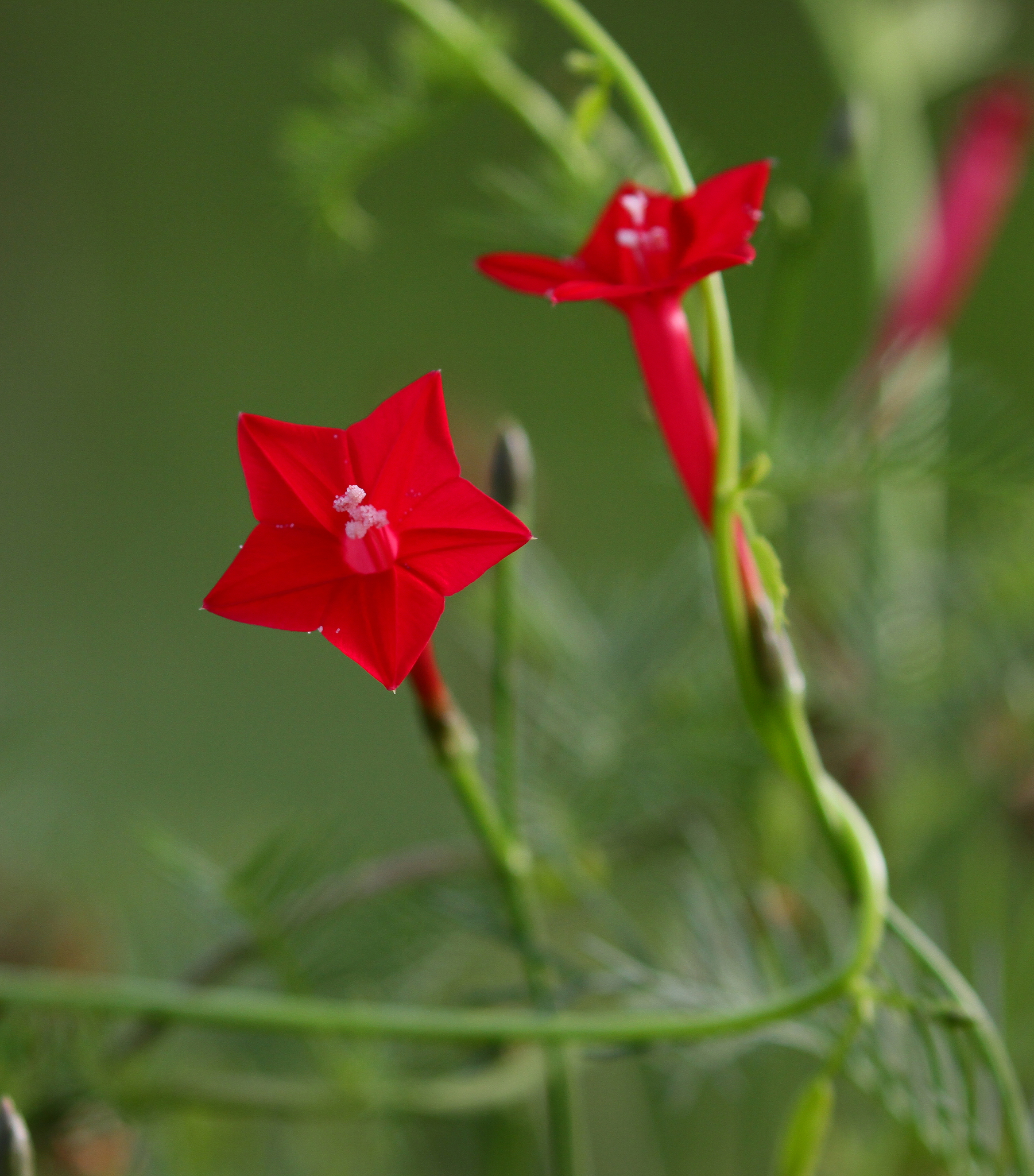 Ipomoea quamoclit