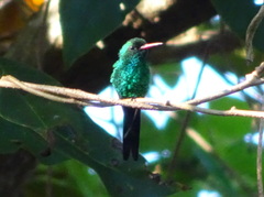 Cynanthus forficatus