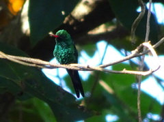 Cynanthus forficatus